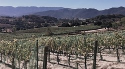 17th Annual Vineyard Picnic & Tour